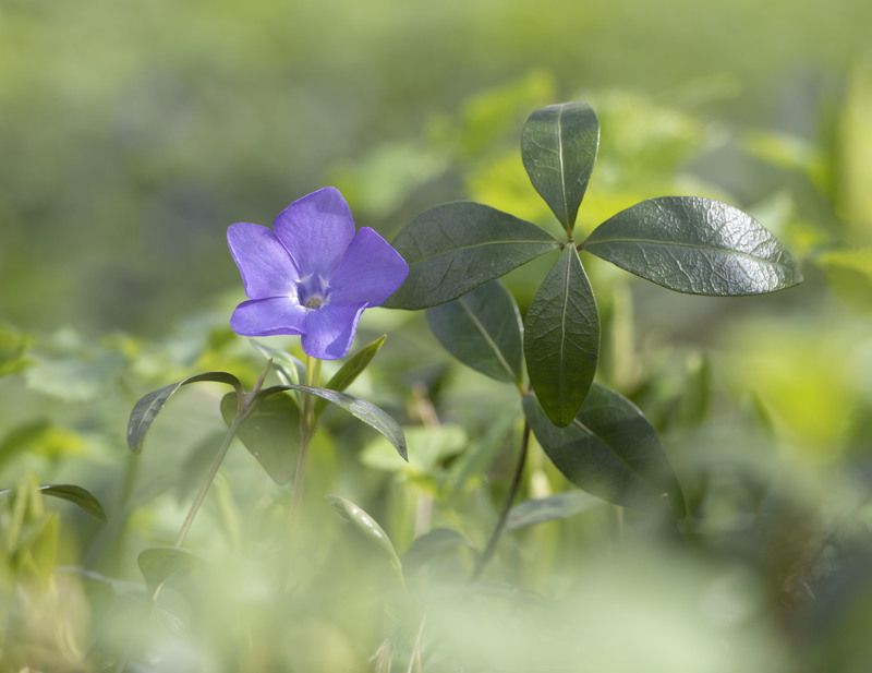 цветы, природа Весенняя нежностьphoto preview