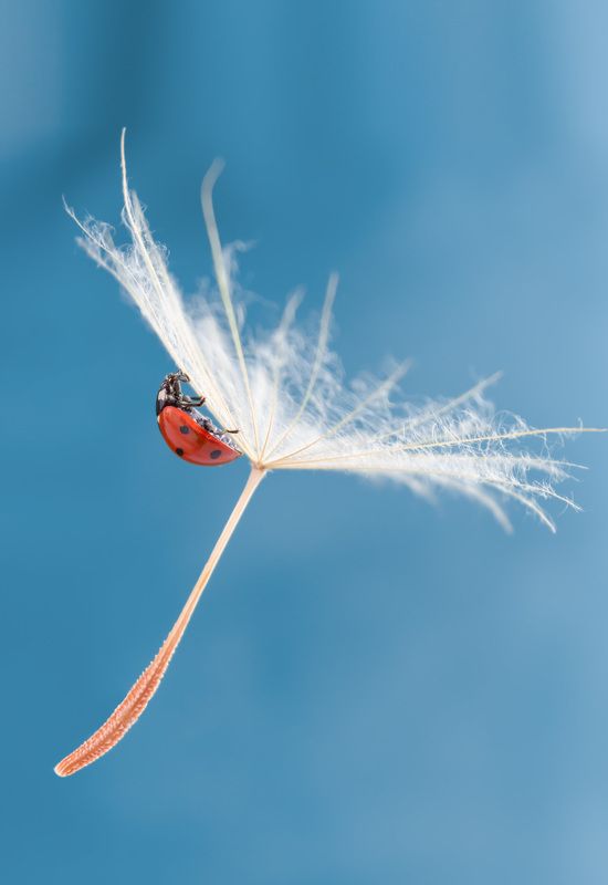 #ladybug #insect #macro #nature #dandelion #macrophotography #wallpaper #background #backdrop Ladybugphoto preview
