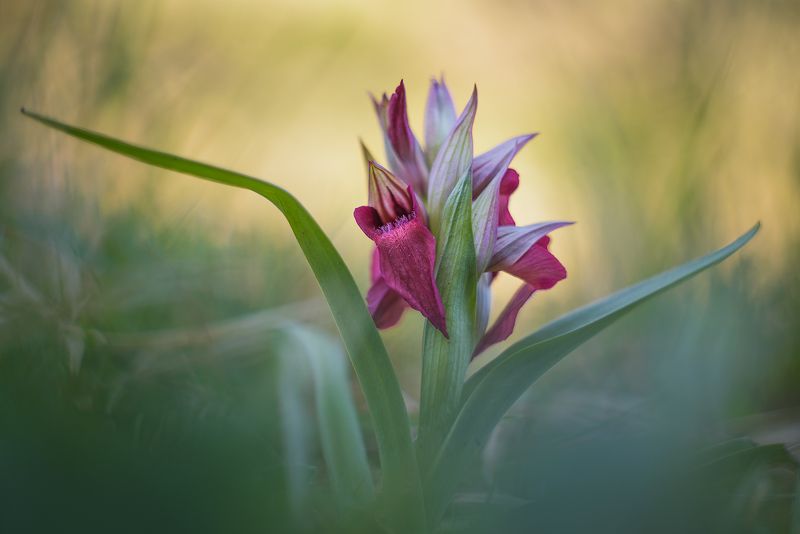 Serapias neglectaphoto preview