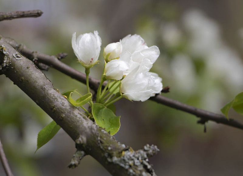 цветы, природа photo preview