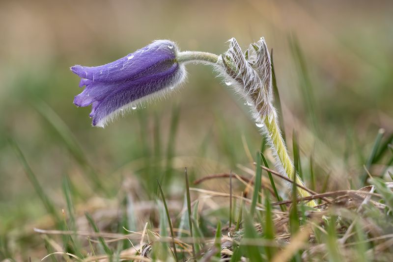 Прострелы плато Лаго-Накиphoto preview