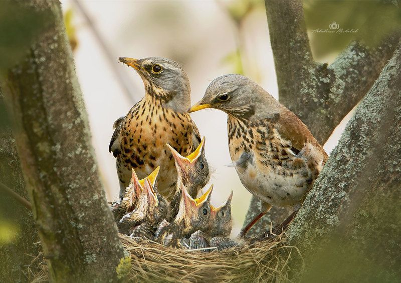 Kwiczoł (Turdus pilaris)photo preview