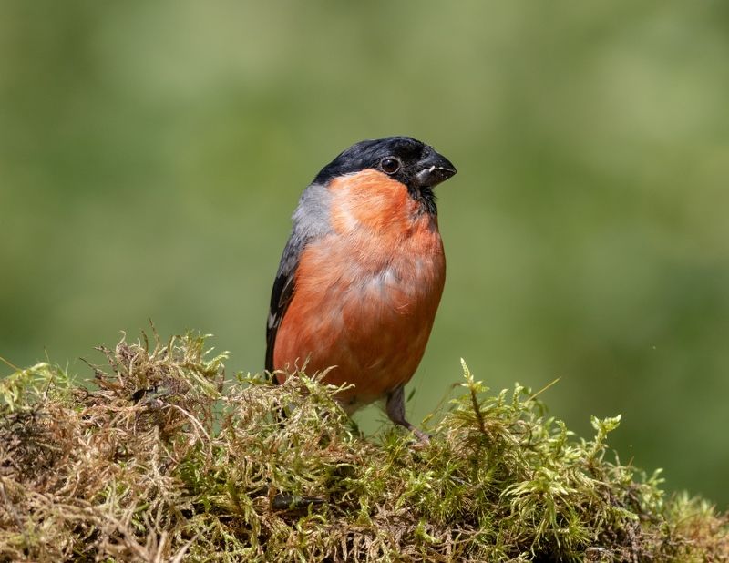 снегирь, птица, фотоохота, pyrrhula pyrrhula, birds, bullfinch, Снерирьphoto preview