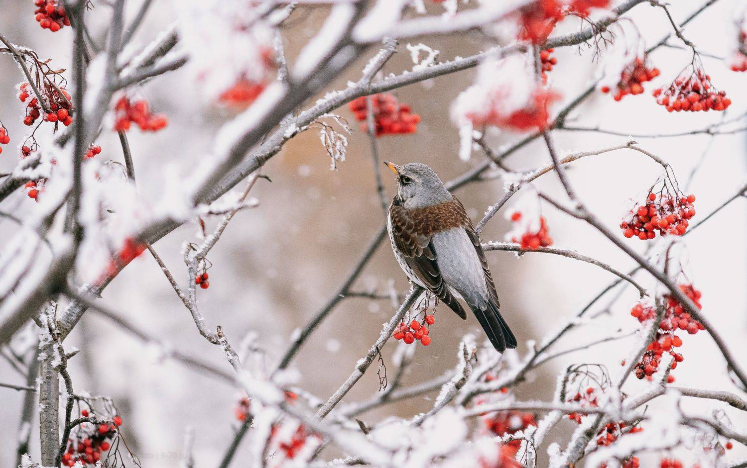 Автор: Алексей Горохов , Алексей Горохов