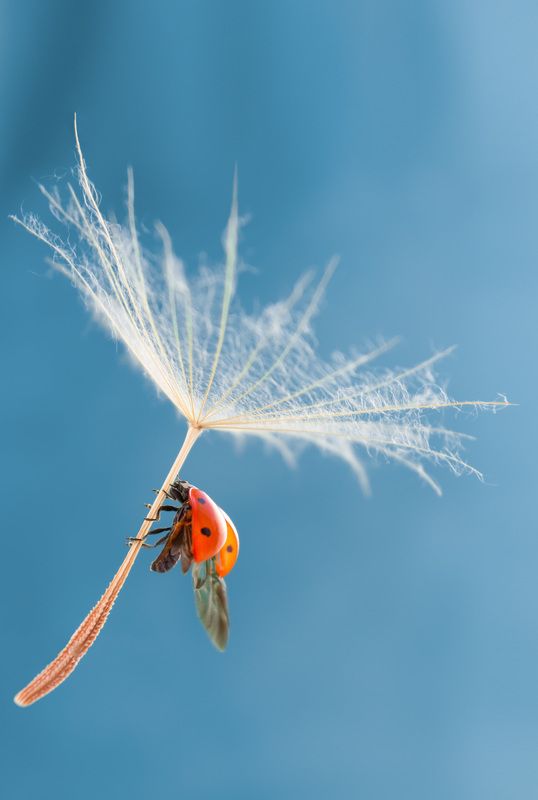 #ladybug #insect #macro #nature #dandelion #macrophotography #wallpaper #background #backdrop Ladybugphoto preview