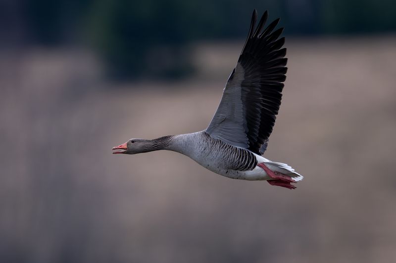 Meza zossphoto preview