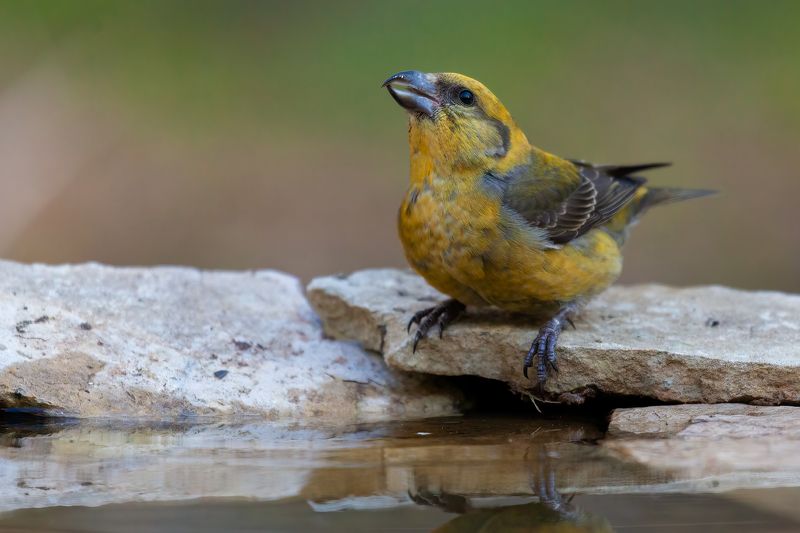 клёст ***photo preview