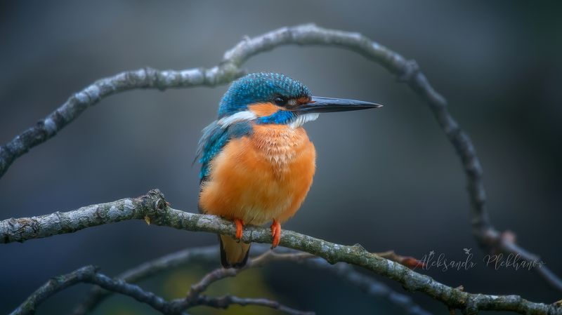 wildlife , живая , природа , зимородок , цвет , образ , живой , природы , краснодар Крашенка - пасхальное яичкоphoto preview