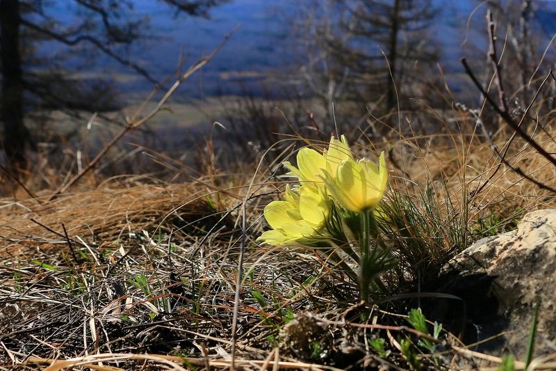 весна Весеннее...photo preview