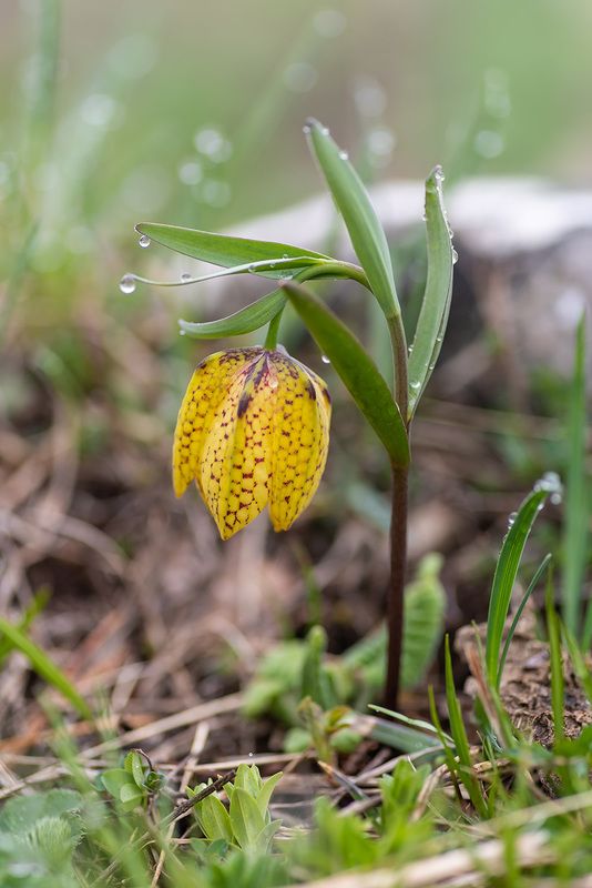 Рябчик плато Лаго-Накиphoto preview