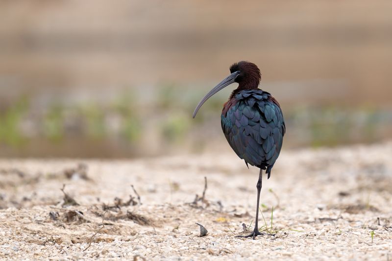 Plegadis falcinellusphoto preview