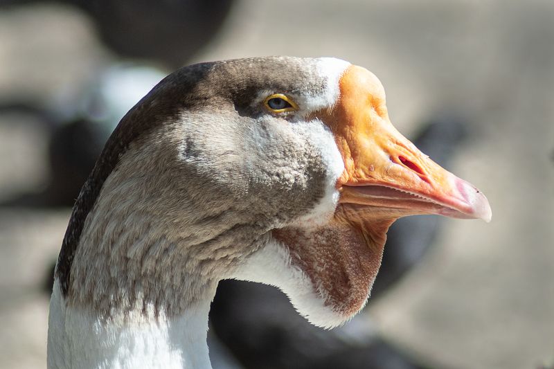 Профильphoto preview