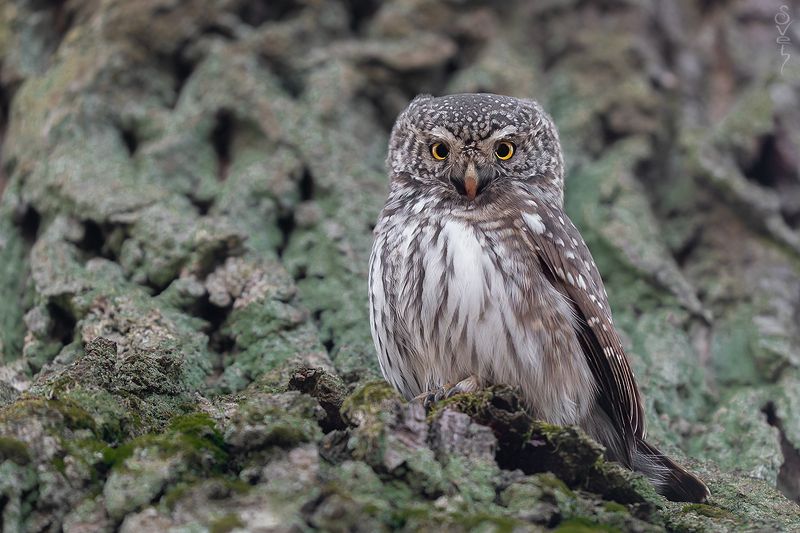 воробьиный сыч я не знаю как в Рязаниphoto preview