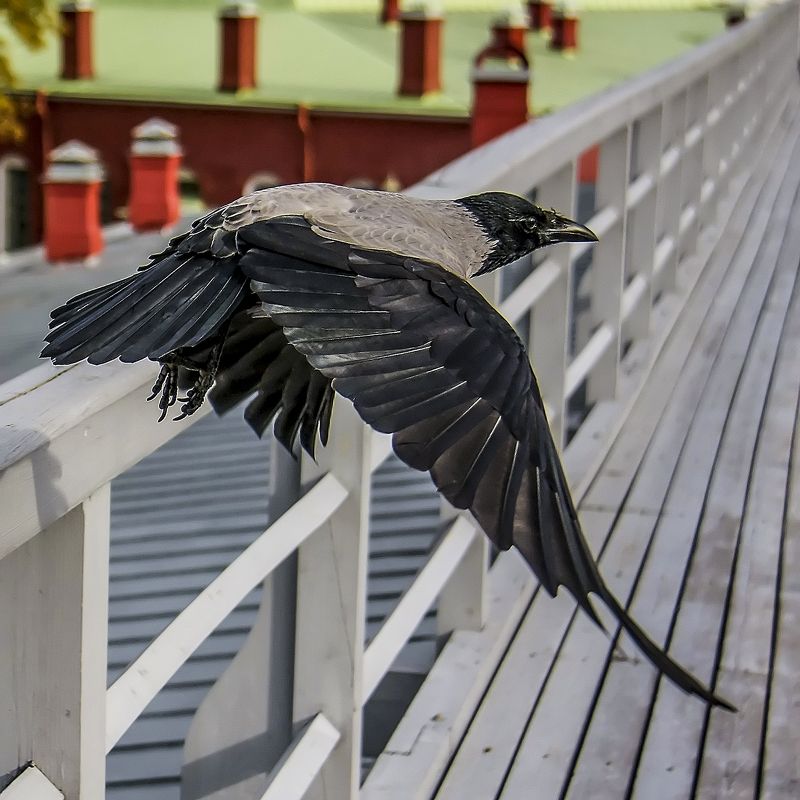 ворона,птицы,полёт,крылья Страж Петропавловки.photo preview