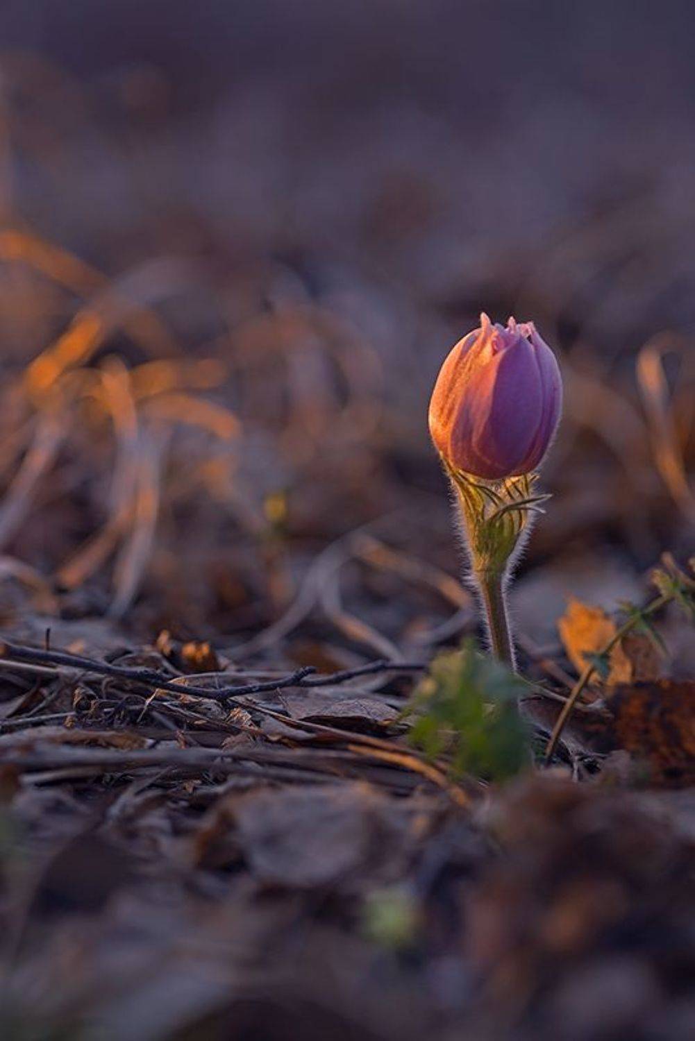 природа, цветы, подснежник, сон-трава, прострел, весна, вечер, закат, макро, лес, Sokolova Tatiana