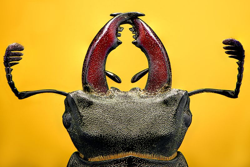 Жук - оленьphoto preview