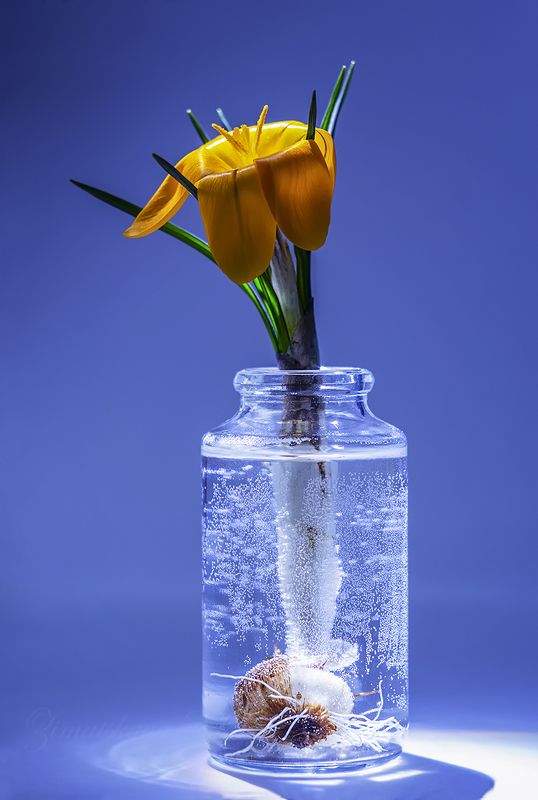 ***крокусphoto preview