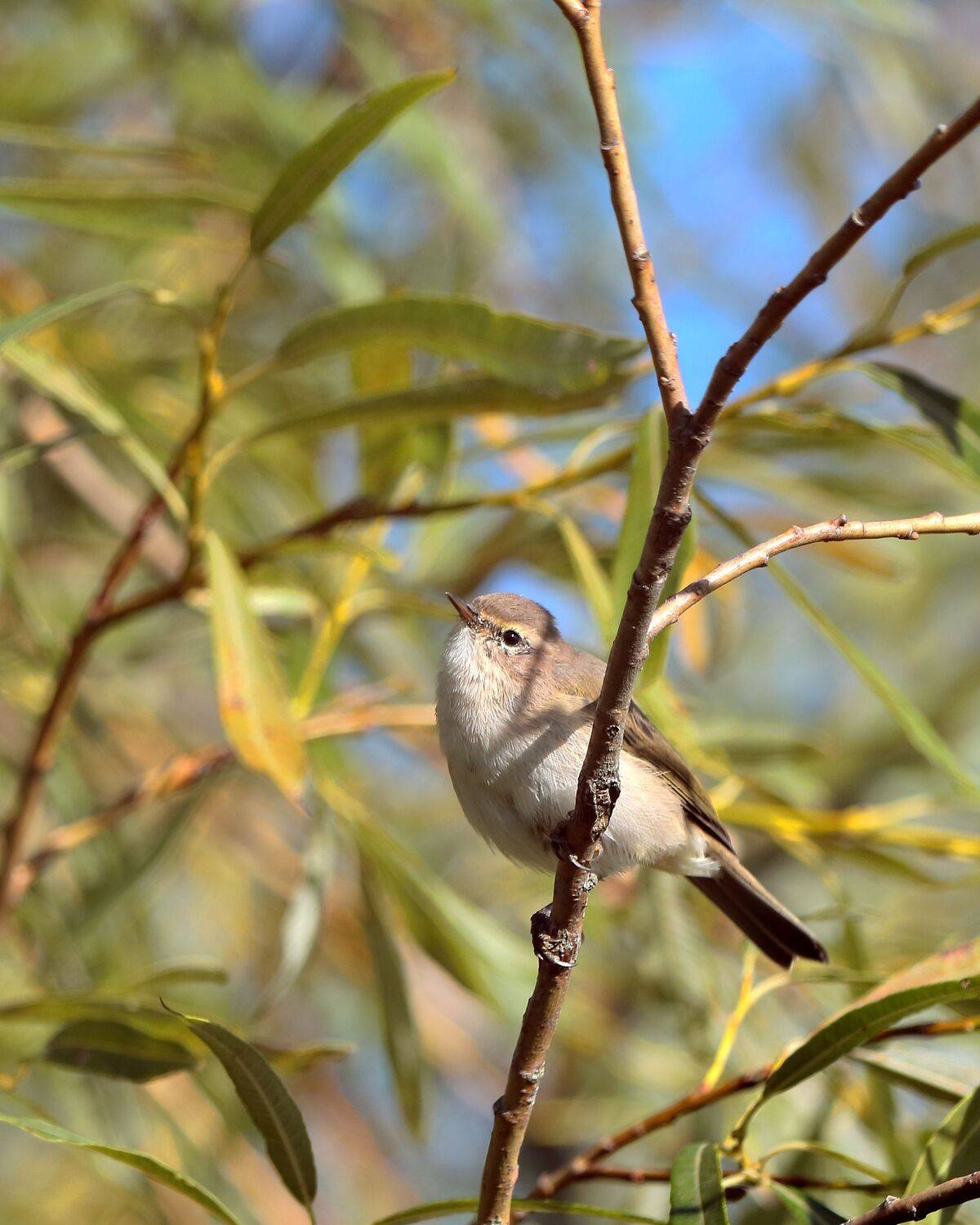 Пеночка-теньковка. Автор: Титов Александр природа, птицы, лето, утро, рассвет, ветви, пеночка-теньковка, Титов Александр