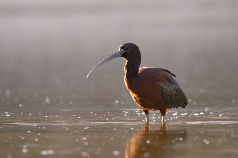 Plegadis falcinellusphoto preview