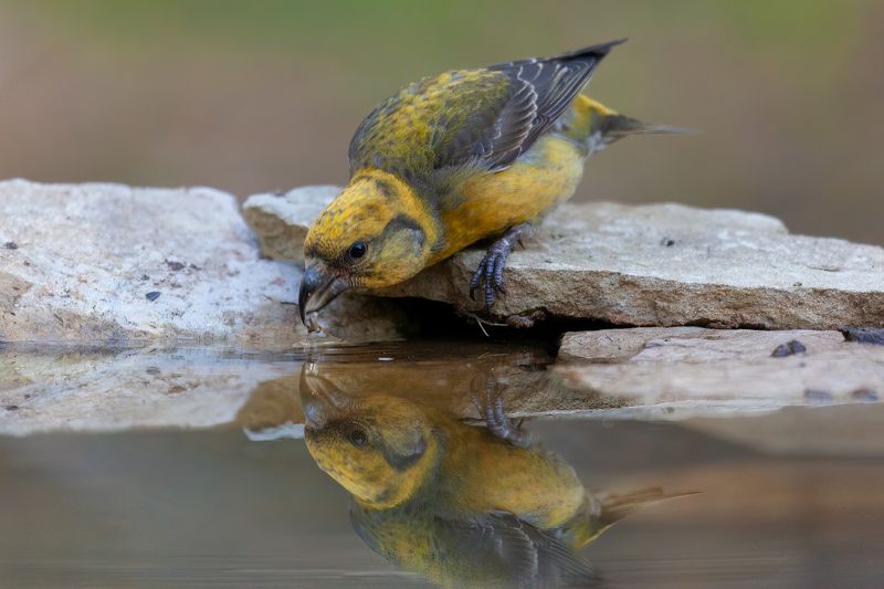 Клест ***photo preview