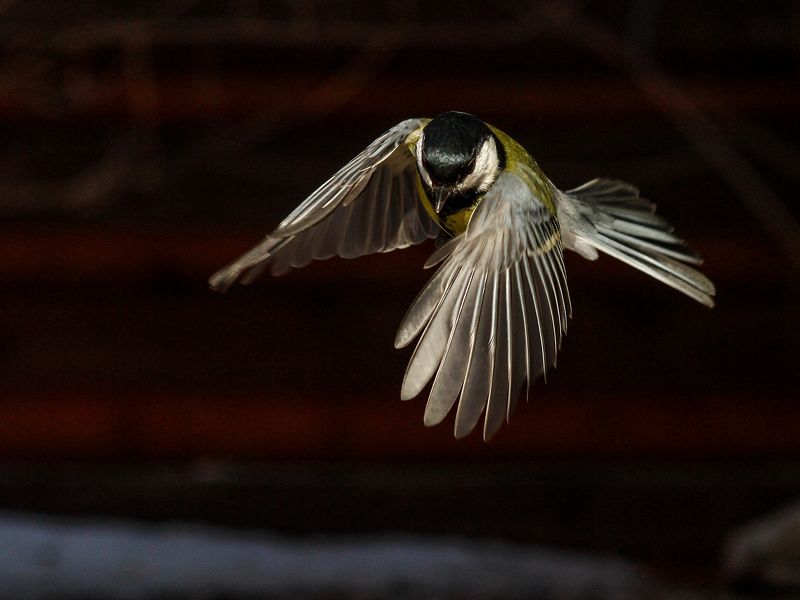 синица,полёт,крылья Вальс крыльев.photo preview