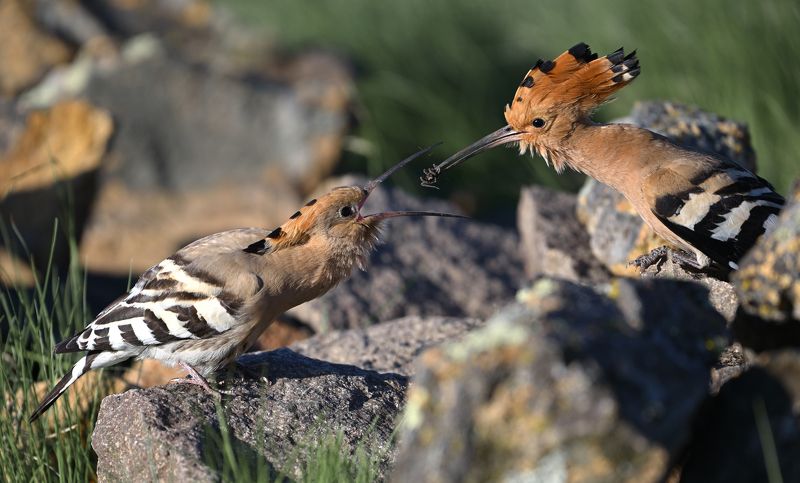 удод, hoopoe, весна, любовь Забота удода фото превью