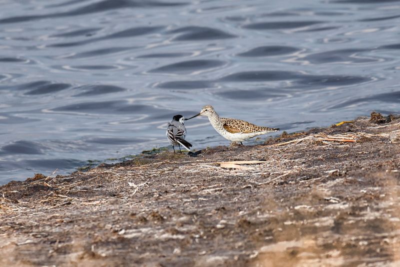 птицы трясогузка белая, поручейник, кулик, приятели, озеро, весна, приятели..photo preview