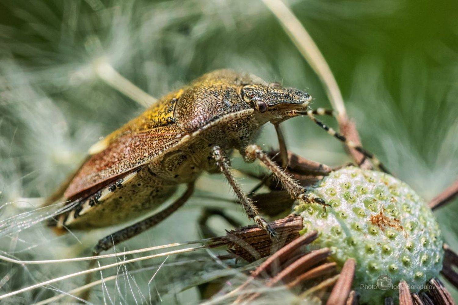 Царь лысой горы. Автор: Сарапулов Игорь щитник, фотоохота, природа, призрак, подглядывание, одуванчик, обозрение, насекомое, макросъёмка, макро монстр, макро, лесной клоп, лапы, клоп, зенитар-м, жук, macro, live for the story, acanthosomatidae, Сарапулов Игорь
