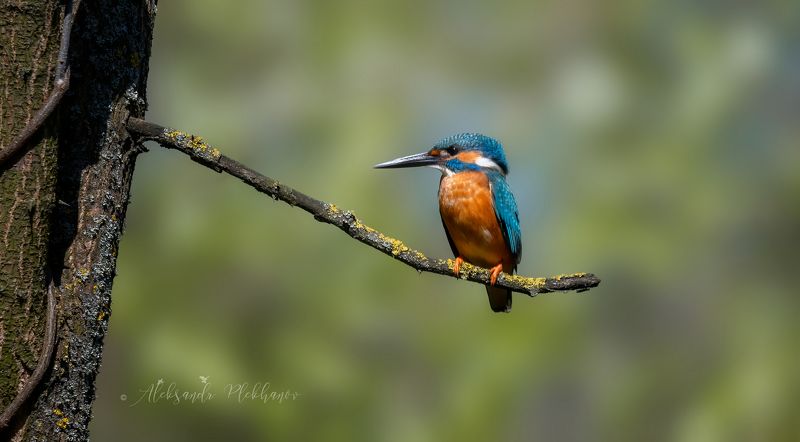 — , жираф , большой , — , ему , видней , ! В желтой жаркой Африкеphoto preview