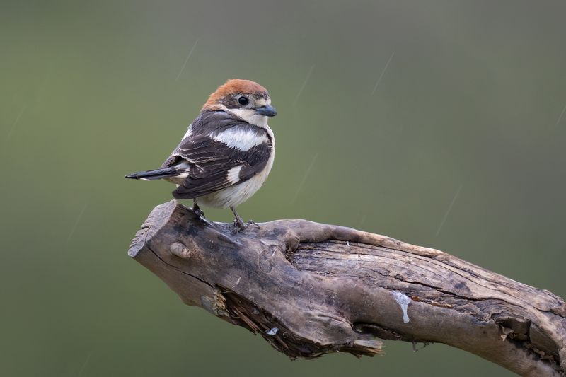 Lanius senatorphoto preview