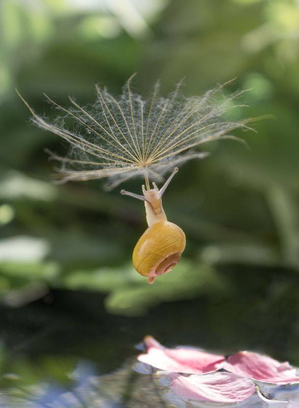 #snail #macro #dandelion #macrophotography #nature #wallpaper #макро Злетітиphoto preview