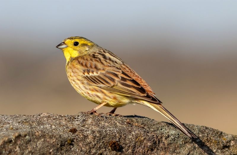 овсянка, птица, фотоохота, birds, emberiza citrinella, животные Обыкновенная овсянкаphoto preview