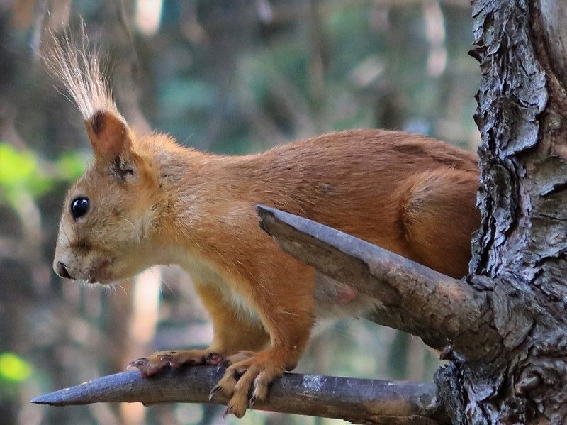 животные,дерево,белка С кисточками на ушах фото превью