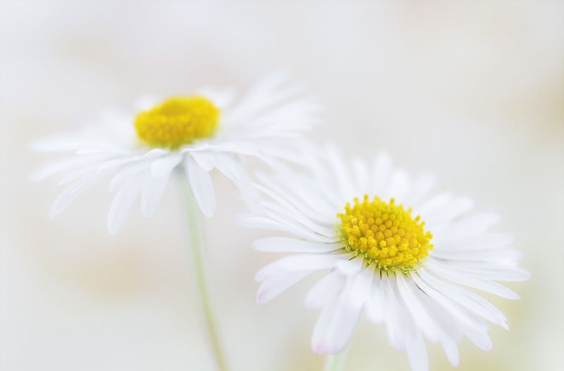 #flower #flowers #macro #closeup #wallpaper #nature #background #spring #flowerspring #macrophotography Tenderness of flowersphoto preview