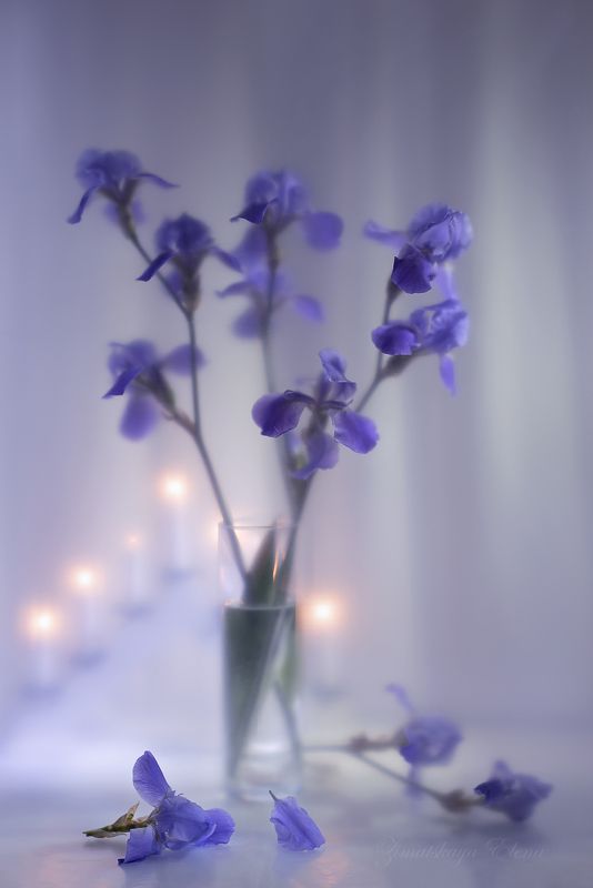 ***ирисыphoto preview