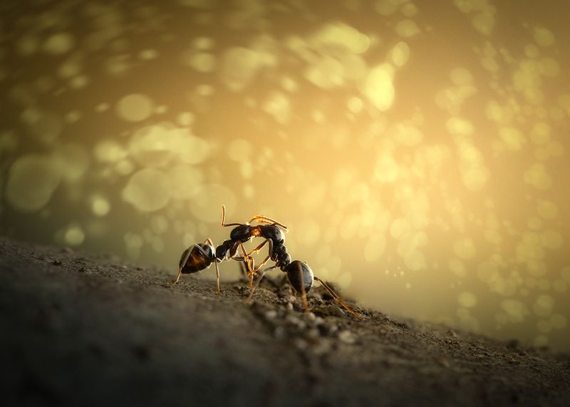 The Kissphoto preview