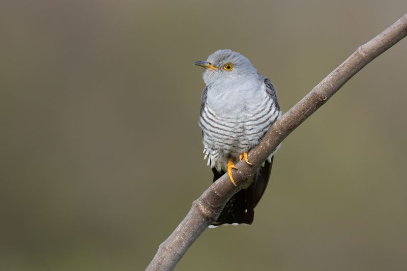 Cuculus canorusphoto preview