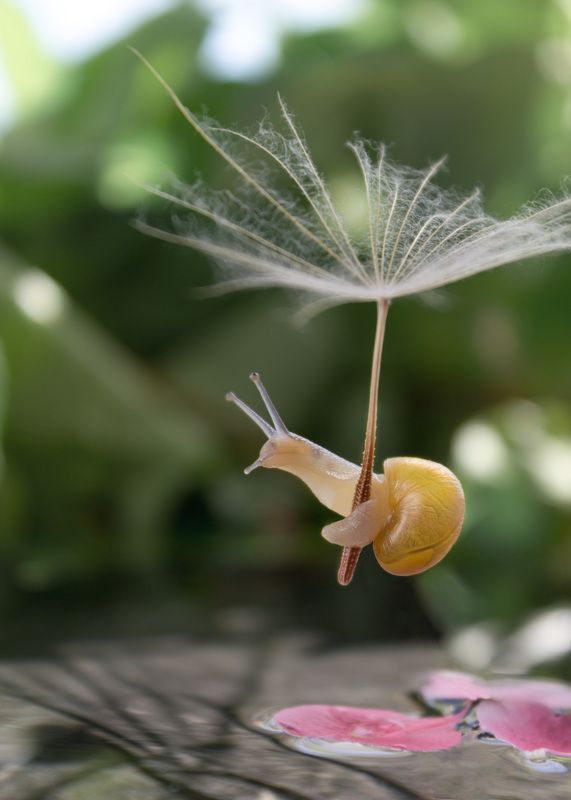 #snail #macro #dandelion #macrophotography #nature #wallpaper #макро Цікавістьphoto preview