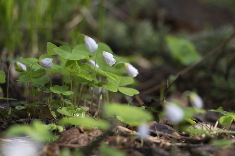 цветы, природа, лес Кислицаphoto preview