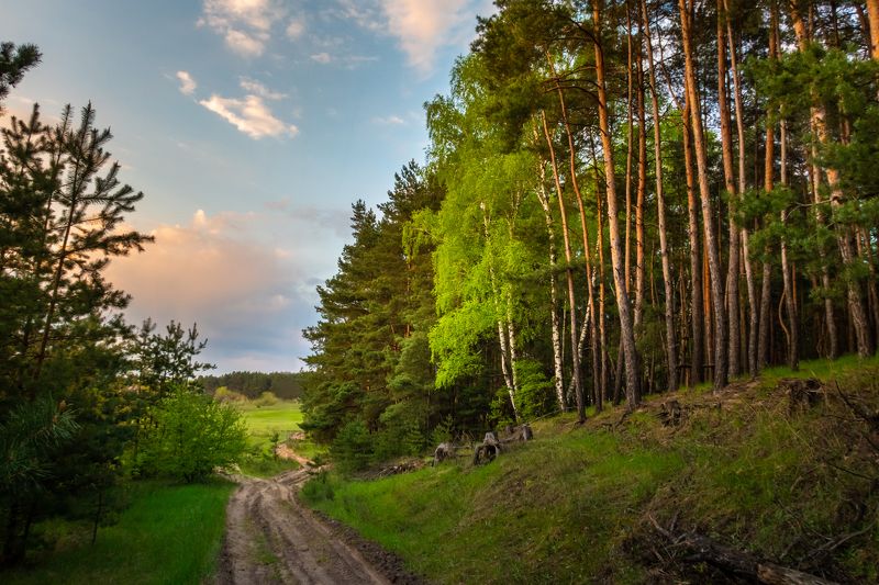 лес на реке Осколphoto preview