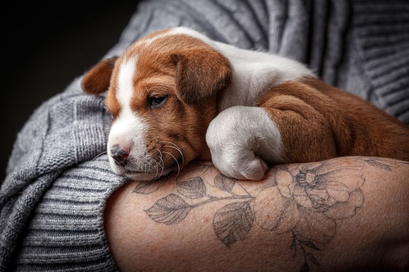 басенджи, щенок, собака, животные, тату, татуировки, pets, basenji, dogs, dog, puppy Я еще маленькийphoto preview