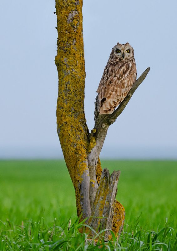 болотная сова Болотная сова.photo preview