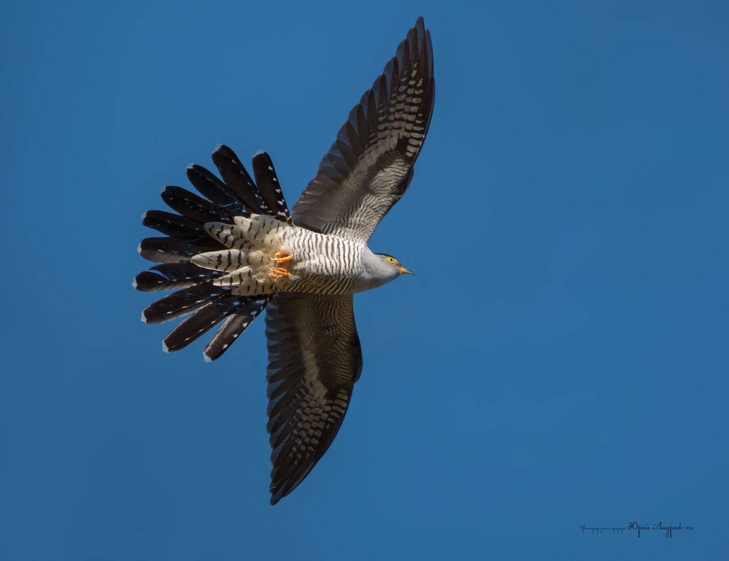 Обыкновенная кукушка. Автор: Юрий Андреев кукушка, полёт, ку-ку, cuculus canorus, Юрий Андреев