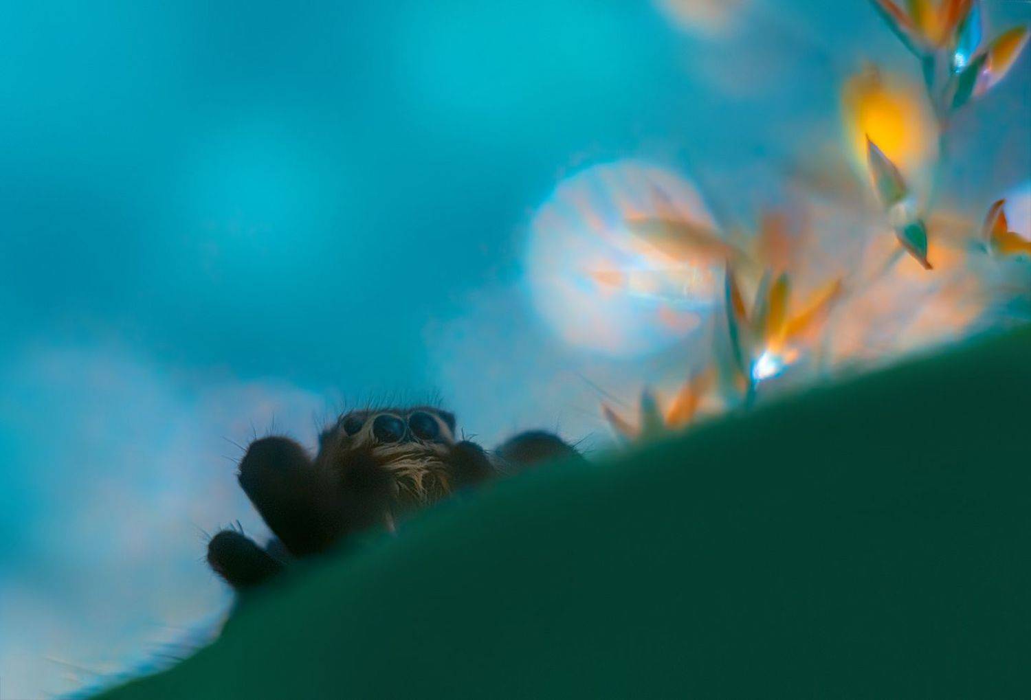 паук-скакунчик, Алёна Сурнина