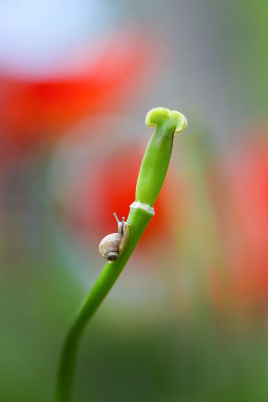 макро, макросказки, макроистории, улитки, вчувствование, созерцание, тишина, покой, лес, природа, красота, тюльпаны, цветы \
