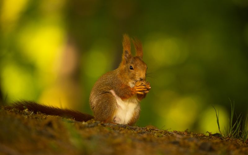Squirrelphoto preview