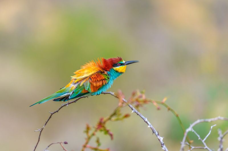 European bee-eater (Merops apiaster)...photo preview