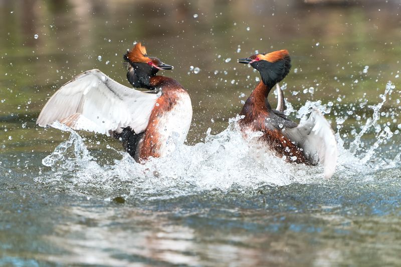 птицы, поганка, красношейная, природа Драка красношейных поганок :)photo preview