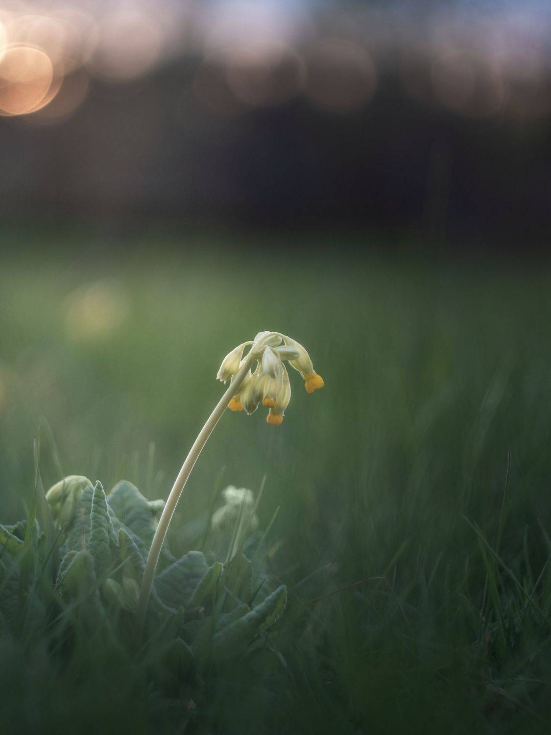 Весенние. Автор: Мозжухин Максим , Мозжухин Максим