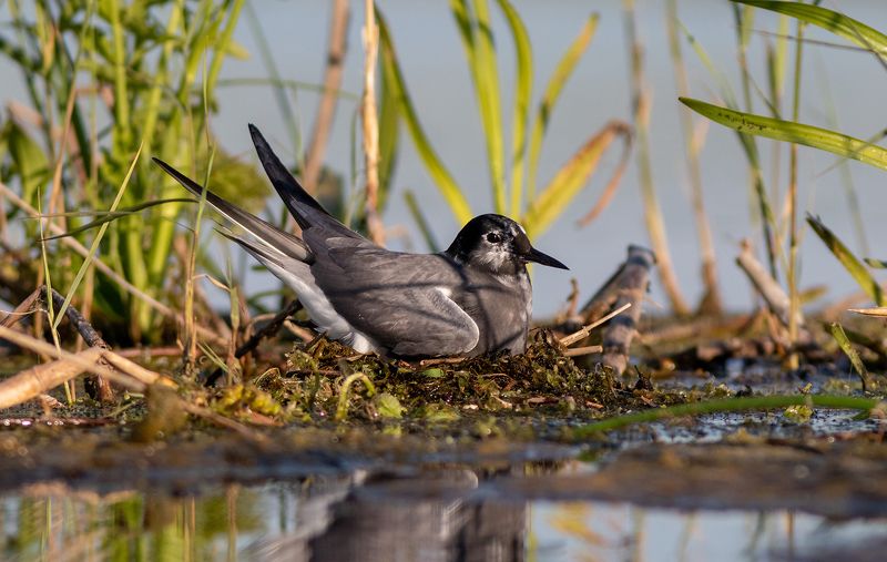 крачка, птица, фотоохота, животные, чёрная крачка, birds, tern, wildlife Чёрная болотная крачка на гнездеphoto preview